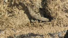 Holothuria atra