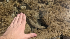 Holothuria atra
