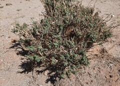 Caragana gobica