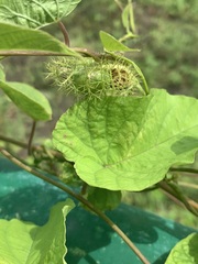 Passiflora