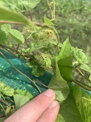 Passiflora