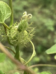Passiflora