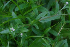 Myosotis laxa