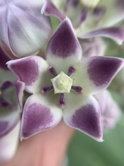 Calotropis
