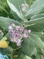 Calotropis