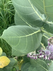 Calotropis