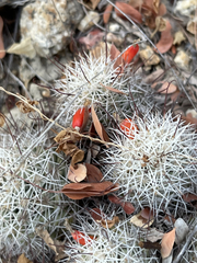 Mammillaria schumannii