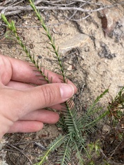 Erica cerinthoides