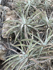 Agave capensis