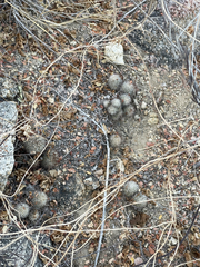 Mammillaria schumannii