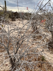 Erythrina flabelliformis