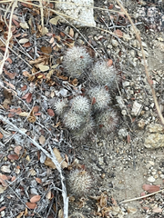 Mammillaria schumannii
