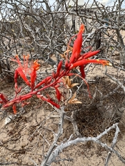 Erythrina flabelliformis