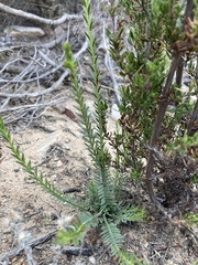 Erica cerinthoides