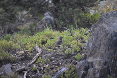Junco hyemalis caniceps