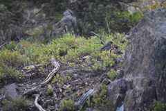 Junco hyemalis caniceps