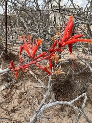 Erythrina flabelliformis