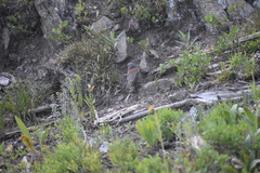 Junco hyemalis caniceps