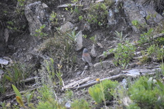Junco hyemalis caniceps