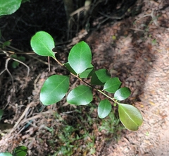 Gymnosporia nemorosa