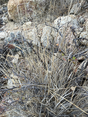 Bouteloua reflexa