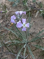 Matthiola longipetala