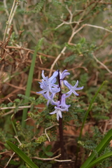 Hyacinthus orientalis