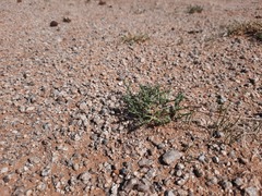 Anabasis brevifolia