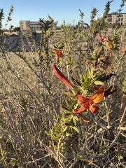 Anisacanthus thurberi
