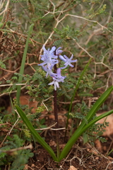 Hyacinthus orientalis