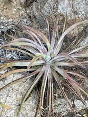 Agave capensis