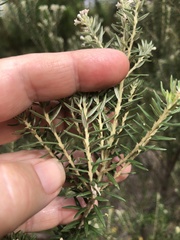 Phylica pinea