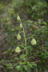 Fritillaria persica
