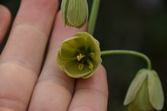 Fritillaria persica