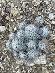 Mammillaria schumannii