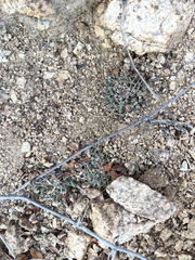 Mammillaria peninsularis