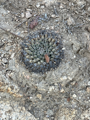 Mammillaria peninsularis