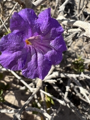 Ruellia californica