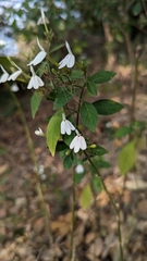 Rhinacanthus nasutus