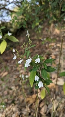 Rhinacanthus nasutus
