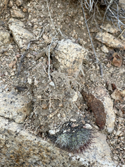 Mammillaria schumannii