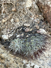 Mammillaria schumannii