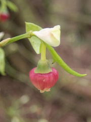 Vaccinium alaskaense