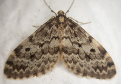 Malacodea pulchraria