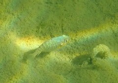 Cyprinodon variegatus