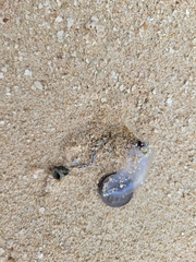 Physalia