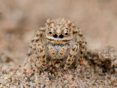 Yllenus turkestanicus