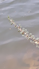 Hydrilla verticillata