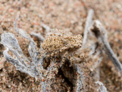 Yllenus turkestanicus