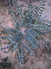 Astragalus kahiricus